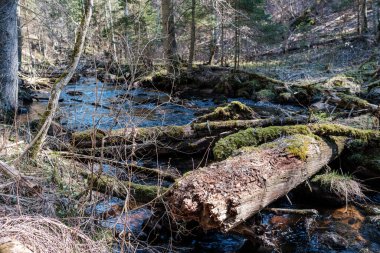 Ormanda yüksek su kaynağı, kahverengi su ve derede eski ahşap kütükler. uzun pozlama havası