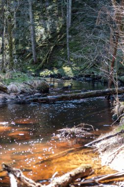 Ormanda yüksek su kaynağı, kahverengi su ve derede eski ahşap kütükler. uzun pozlama havası