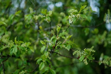 yeşil bahar havası. Arka plan bulanık. Taze yapraklar ve bulutlu gökyüzü deseni.