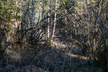 Baharda orman çalıları yapraksız güneşli bir günde. Doğal doku karmaşası