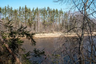 Ormanda yüksek su kaynağı, kahverengi su ve derede eski ahşap kütükler. uzun pozlama havası