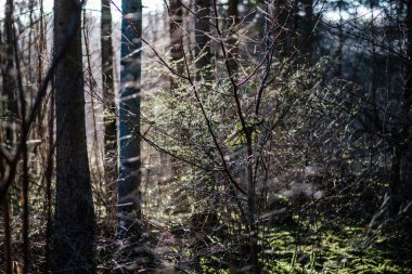 Baharda orman çalıları yapraksız güneşli bir günde. Doğal doku karmaşası