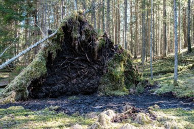 Ormanda yüksek su kaynağı, kahverengi su ve derede eski ahşap kütükler. uzun pozlama havası
