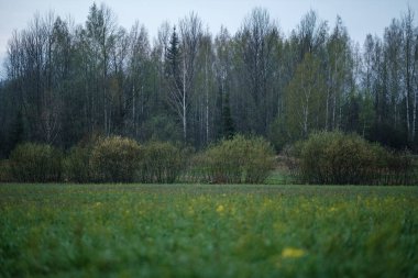 yeşil bahar havası. Arka plan bulanık. Taze yapraklar ve bulutlu gökyüzü deseni.