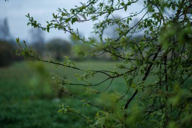 yeşil bahar havası. Arka plan bulanık. Taze yapraklar ve bulutlu gökyüzü deseni.