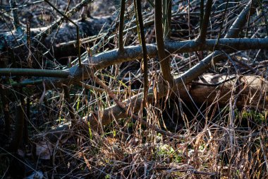Baharda orman çalıları yapraksız güneşli bir günde. Doğal doku karmaşası