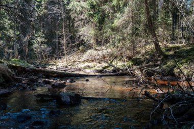 Ormanda yüksek su kaynağı, kahverengi su ve derede eski ahşap kütükler. uzun pozlama havası