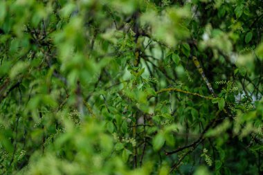yeşil bahar havası. Arka plan bulanık. Taze yapraklar ve bulutlu gökyüzü deseni.