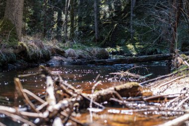 Ormanda yüksek su kaynağı, kahverengi su ve derede eski ahşap kütükler. uzun pozlama havası