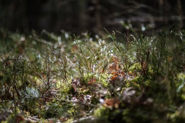 Bulanık arka plan ve yeşil yapraklarla güneşli bir günde orman yosunu. Doğa havası