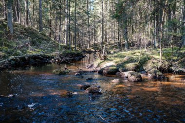 Ormanda yüksek su kaynağı, kahverengi su ve derede eski ahşap kütükler. uzun pozlama havası