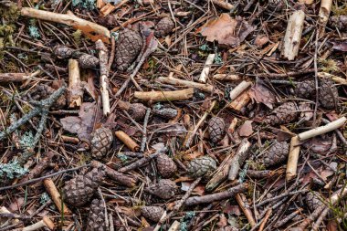 Yakacak odun dokusu doğada. Ahşap kaos