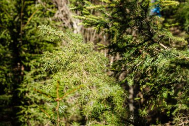 Baharda orman çalıları yapraksız güneşli bir günde. Doğal doku karmaşası