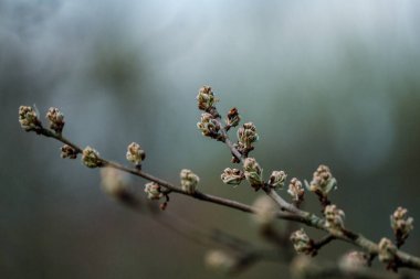 İlkbaharda mavi gökyüzüne karşı kiraz ağacı açar. bahar tatili havası