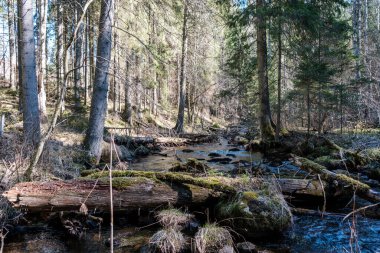 Ormanda yüksek su kaynağı, kahverengi su ve derede eski ahşap kütükler. uzun pozlama havası