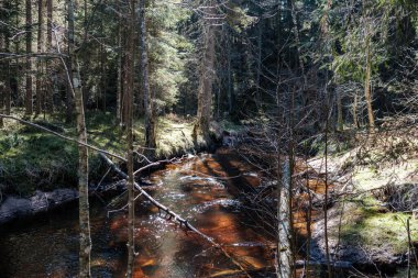 Ormanda yüksek su kaynağı, kahverengi su ve derede eski ahşap kütükler. uzun pozlama havası