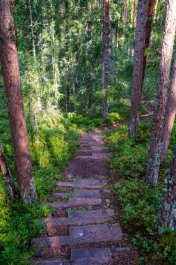 Yeşil sonbahar ormanında tahta patika. Bakış açısı, merdivenler ve ağaç yapraklarıyla.