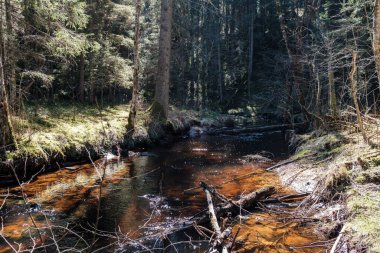Ormanda yüksek su kaynağı, kahverengi su ve derede eski ahşap kütükler. uzun pozlama havası