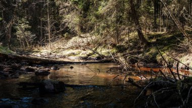 Ormanda yüksek su kaynağı, kahverengi su ve derede eski ahşap kütükler. uzun pozlama havası