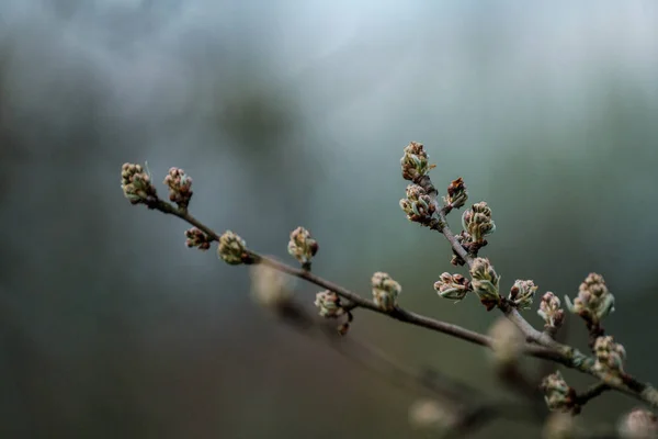 Kersenboom Bloeit Het Voorjaar Tegen Blauwe Lucht Voorjaarsvakantie Stemming — Stockfoto