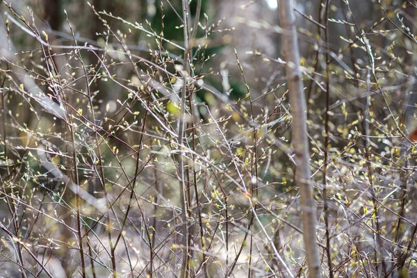 Skogsbuskar Våren Solig Dag Utan Blad Naturligt Texturkaos — Stockfoto