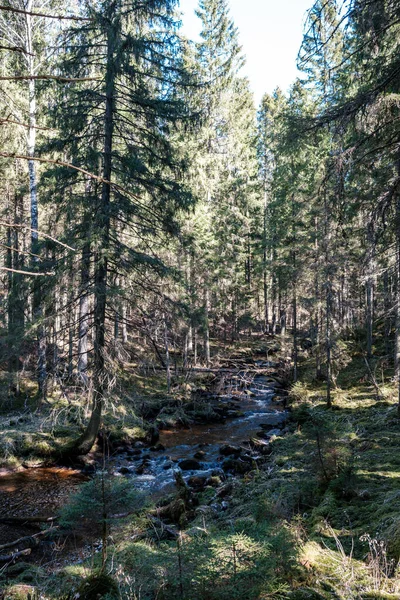 Ormanda Yüksek Kaynağı Kahverengi Derede Eski Ahşap Kütükler Uzun Pozlama — Stok fotoğraf