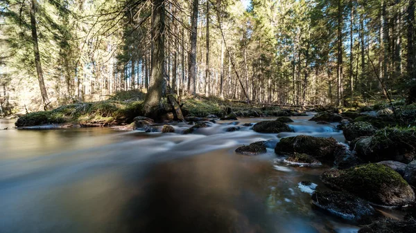 Mola Água Alta Rinver Madeiras Com Água Marrom Troncos Madeira — Fotografia de Stock