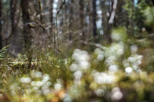 Musgo Floresta Dia Ensolarado Com Fundo Borrão Folhas Verdes Humor — Fotografia de Stock