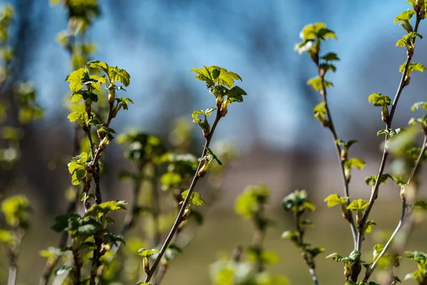 Folhas Primavera Frescas Arbustos Árvores Com Flores Florescentes Borrão Fundo — Fotografia de Stock