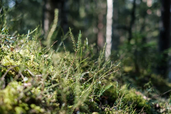 背景がぼやけて緑の葉を持つ晴れた日の森の苔 自然気分 — ストック写真