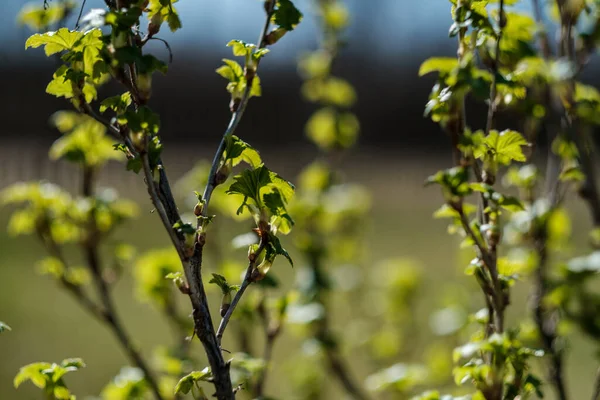 Folhas Primavera Frescas Arbustos Árvores Com Flores Florescentes Borrão Fundo — Fotografia de Stock