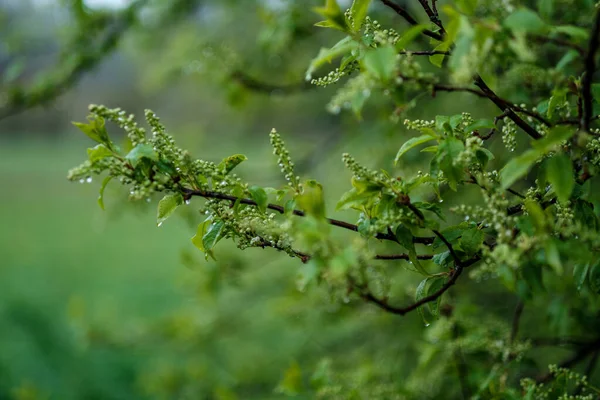 Verde Primavera Humor Desfoque Fundo Com Folhas Frescas Padrão Céu — Fotografia de Stock