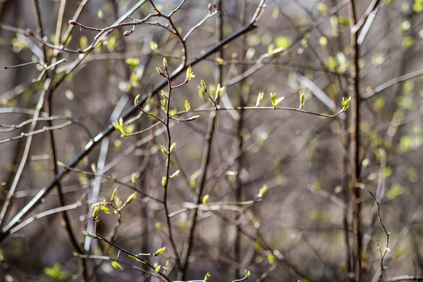 Arbustos Florestais Dia Ensolarado Primavera Sem Folhas Textura Natural Caos — Fotografia de Stock