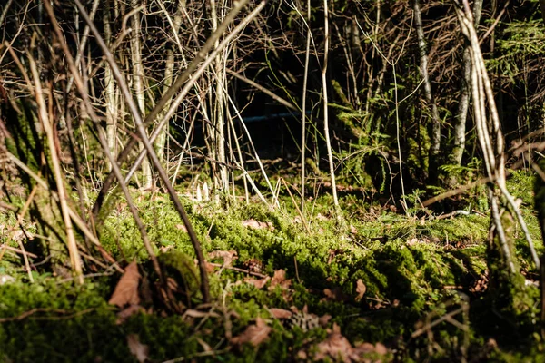 Skogsbuskar Våren Solig Dag Utan Blad Naturligt Texturkaos — Stockfoto