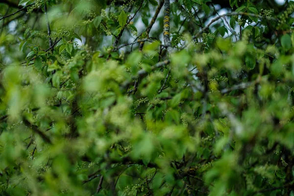 Зеленый Весенний Фон Размытия Настроения Свежими Листьями Облачным Небом — стоковое фото