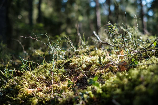 背景がぼやけて緑の葉を持つ晴れた日の森の苔 自然気分 — ストック写真