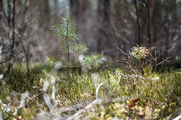Βρύα Του Δάσους Ηλιόλουστη Μέρα Θολή Φόντο Και Πράσινα Φύλλα — Φωτογραφία Αρχείου