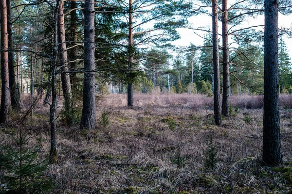 葉のない春の晴れた日の森の茂み 自然なテクスチャカオス — ストック写真