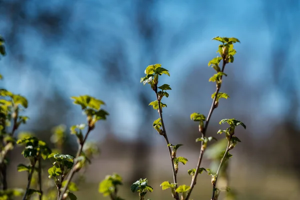Färska Vårlöv Buskar Och Träd Med Blommande Blommor Suddig Bakgrund — Stockfoto