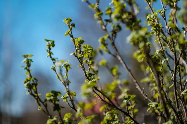 Frische Frühlingsblätter Sträuchern Und Bäumen Mit Blühenden Blüten Verschwimmen Hintergrund — Stockfoto