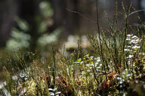 Muschio Della Foresta Nella Giornata Sole Con Sfondo Sfocato Foglie — Foto Stock