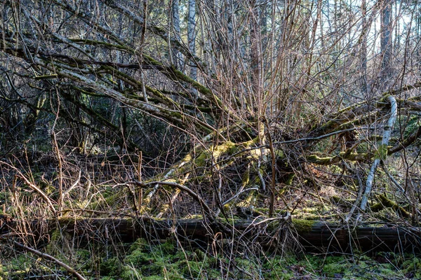 Krzewy Leśne Wiosną Słoneczny Dzień Bez Liści Naturalny Chaos Tekstury — Zdjęcie stockowe