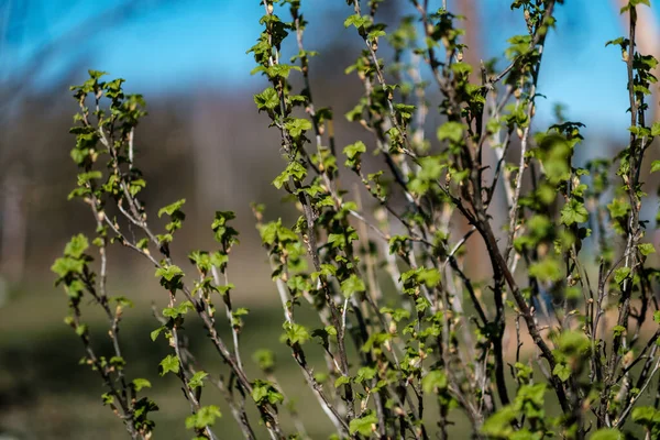 Свіже Весняне Листя Кущах Деревах Квітучими Квітами Розмитий Фон Літній — стокове фото