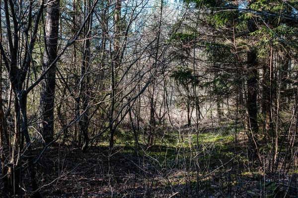 Arbustos Forestales Primavera Día Soleado Sin Hojas Caos Textura Natural — Foto de Stock