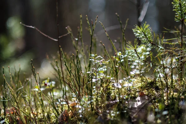 Erdő Moha Napsütéses Napon Homályos Háttér Zöld Levelek Természet Hangulat — Stock Fotó