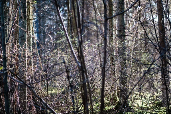 Buissons Forestiers Printemps Journée Ensoleillée Sans Feuilles Texture Naturelle Chaos — Photo