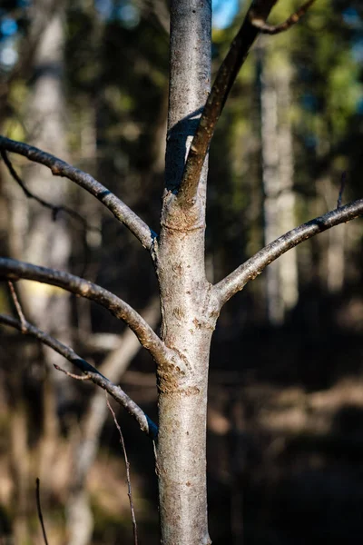 Arbustos Forestales Primavera Día Soleado Sin Hojas Caos Textura Natural — Foto de Stock