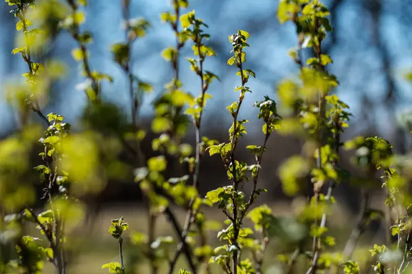 Färska Vårlöv Buskar Och Träd Med Blommande Blommor Suddig Bakgrund — Stockfoto