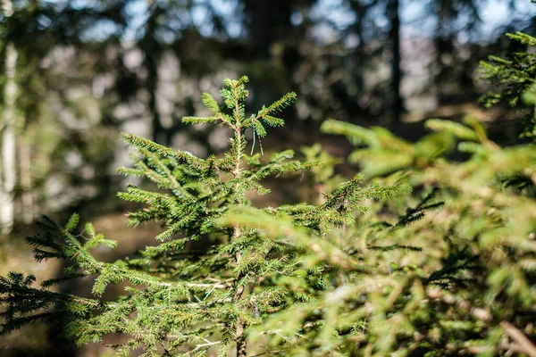 Lesní Mech Slunečném Dni Rozmazaným Pozadím Zelenými Listy Přírodní Nálada — Stock fotografie