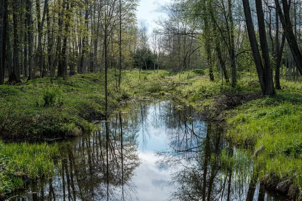 Blue Sky Reflections Clear Water Pond Spring Trees Mirror Surface — Stock Photo, Image